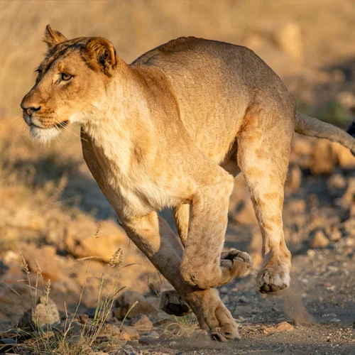 A lioness running at full speed