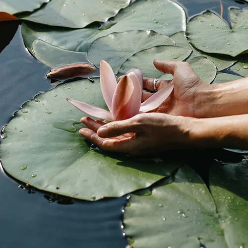 A person's hands placing a waterlily on a lilypad
