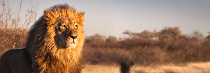 Hormone Replacement Therapy for Men in Chandler AZ