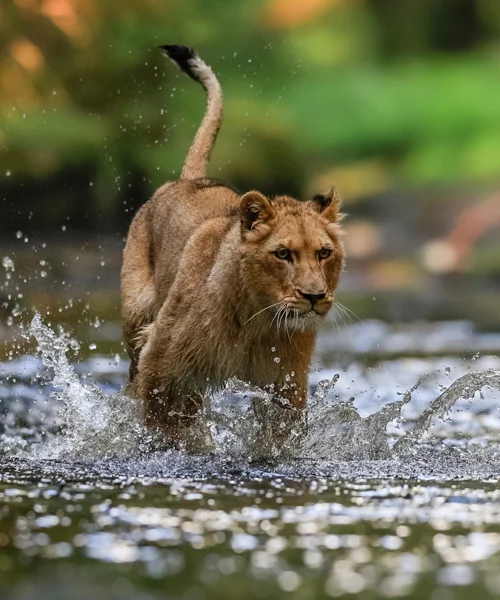 A lioness running through a body of water