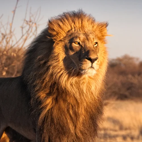 A full maned male lion