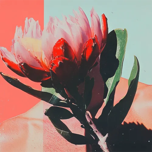 A pop art photo of a flower